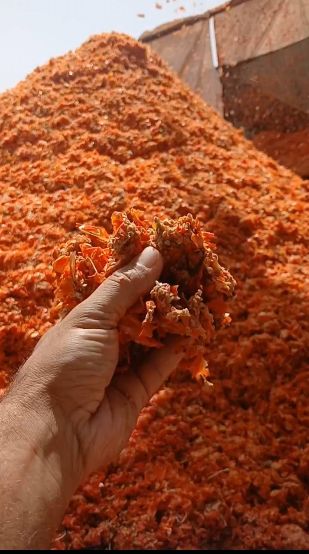 تفاله گوجه تر عمده تولید روز با قیمت مناسب